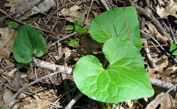 Western wild ginger growing