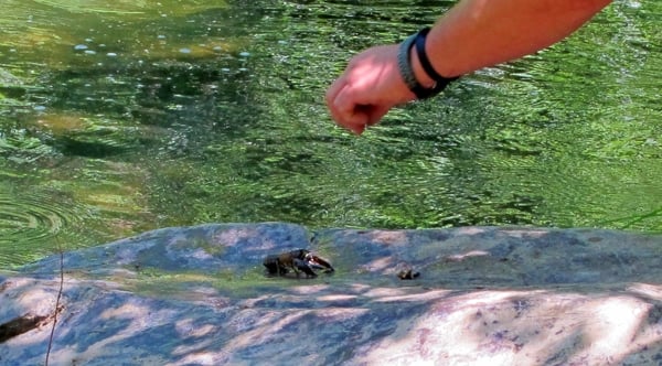 Grabbing a crawfish