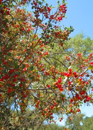 Rhamnus crocea bush