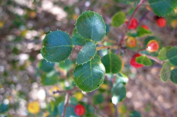 hollyleaf redberry leaves