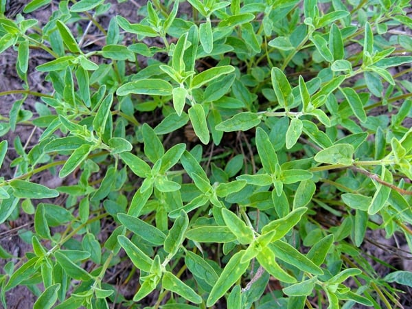 Mountain pennyroyal growing. 