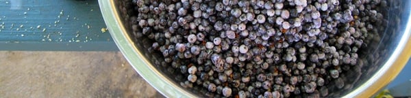 A bowl of elderberries