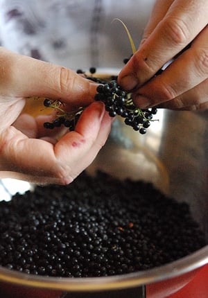 Picking elderberries off the stems. 