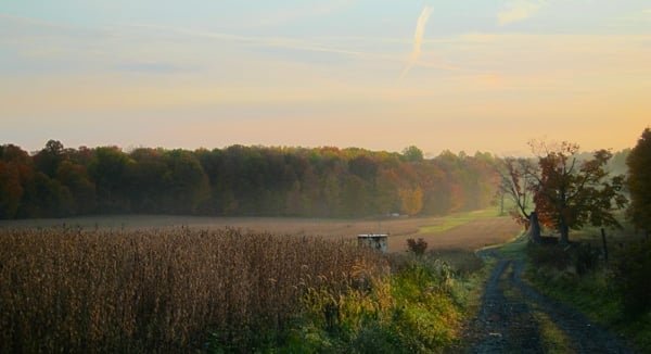 dawn in the squirrel woods