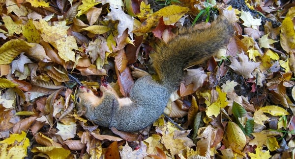 A fallen squirrel