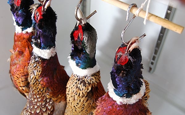 Pheasants hanging to age in the fridge.