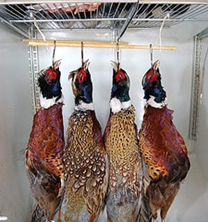 Four pheasants, hanging to age, in a fridge.