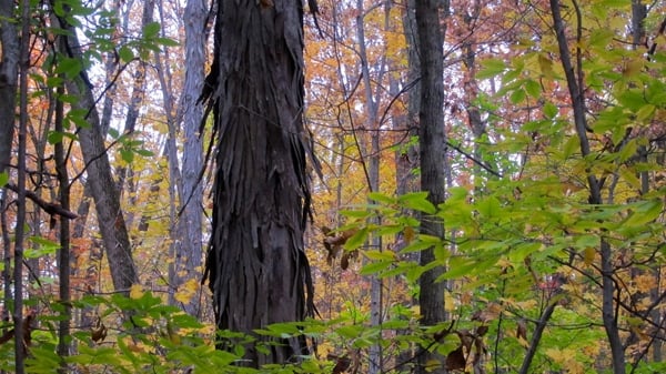 Shagback hickory 