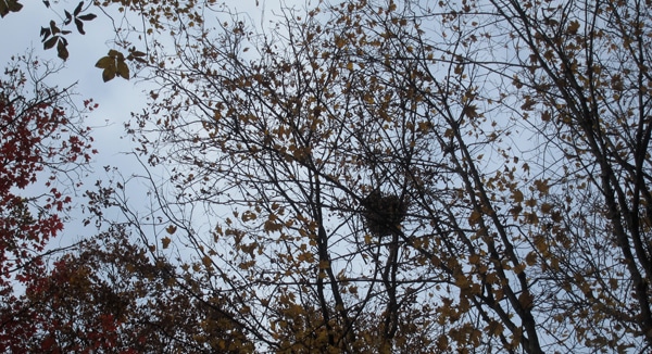 A squirrel nest. 