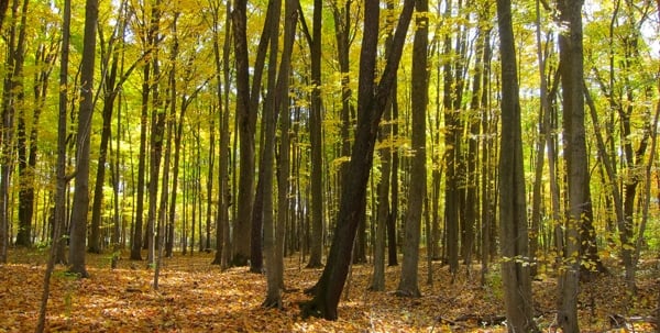 A classic spot for squirrels, a dense stand of hardwoods