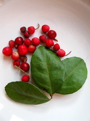 wintergreen leaves and berries
