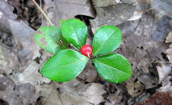 Wintergreen plant with a berry.