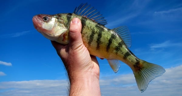 A nice Lake Erie yellow perch 