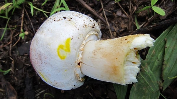 An inedible meadow mushroom, staining yellow.