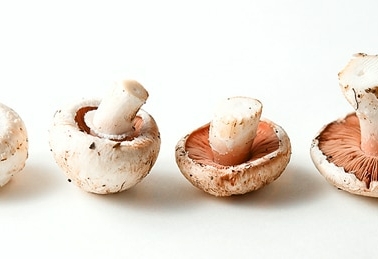 Agaricus campestris mushrooms.