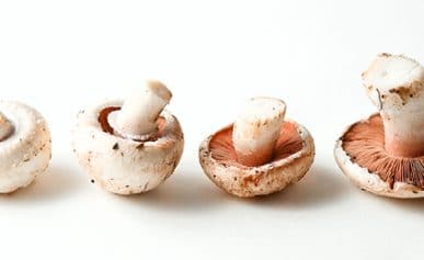 Agaricus campestris mushrooms.