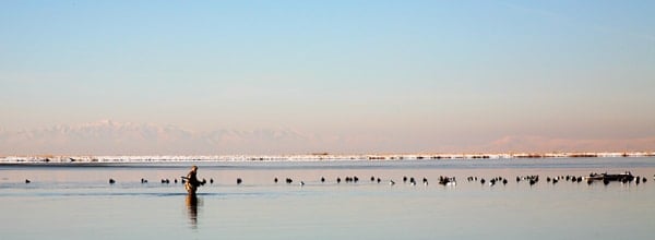 Hank Shaw retrieving ducks in Salt Lake