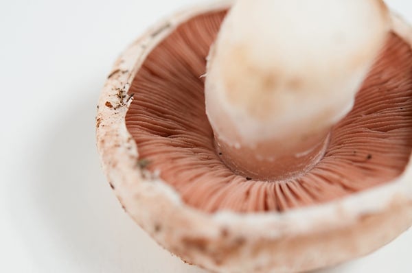 Closeup of gills of a meadow mushroom