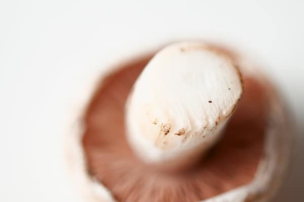 Closeup of the stem of a meadow mushroom