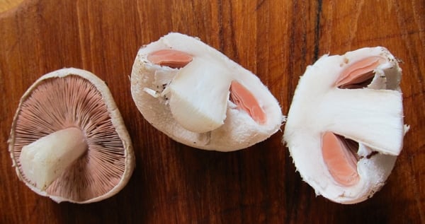 Agaricus campestris cut in half