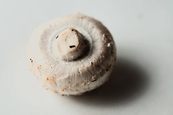 Very young meadow mushroom, with the veil over the gills. 