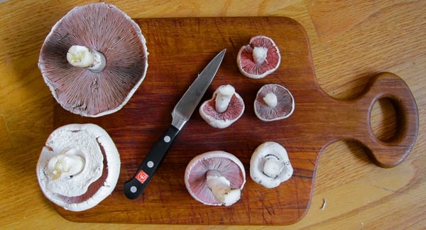 Size comparison of two species of agaricus mushrooms