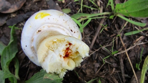 Underside of an inedible agaricus, staining yellow