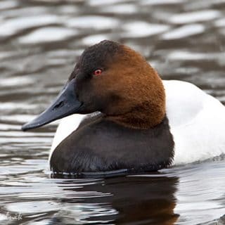 A drake canvasback on the water.