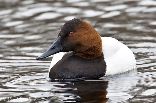 A drake canvasback on the water. 