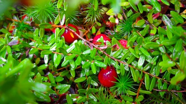 wild cranberries on the bush