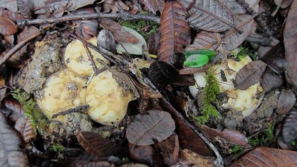 Matsutakes nauwelijks te zien door de grond