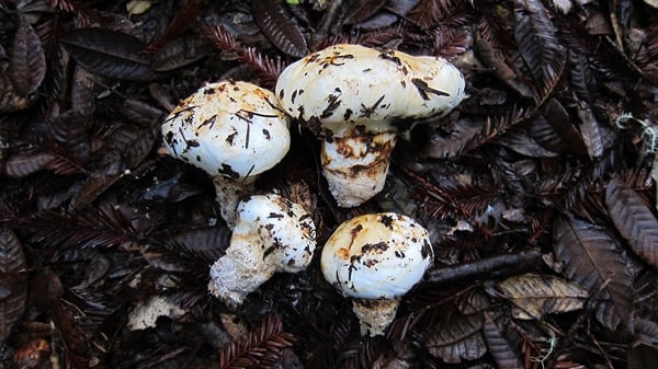 Four pretty matsutake mushrooms