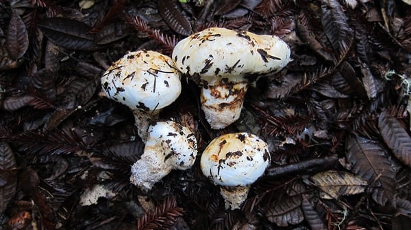 patru ciuperci matsutake frumoase