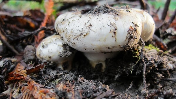 A perfect matsutake mushroom growing