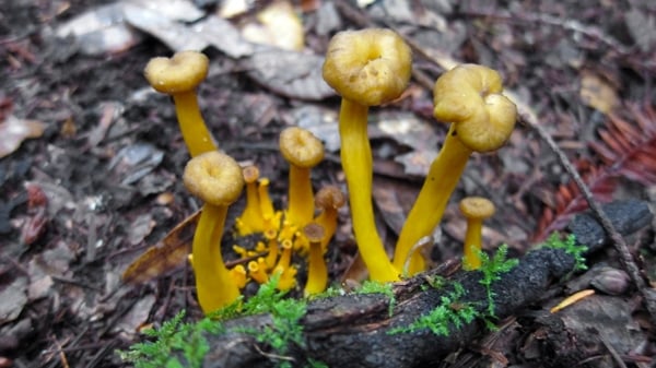 Young yellowfoot chanterelles