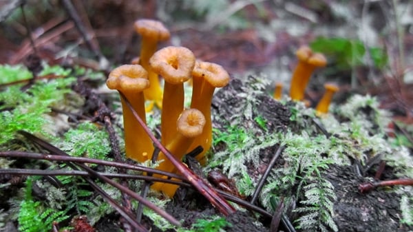 More young yellowfoot chanterelles