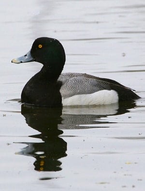 A drake bluebill