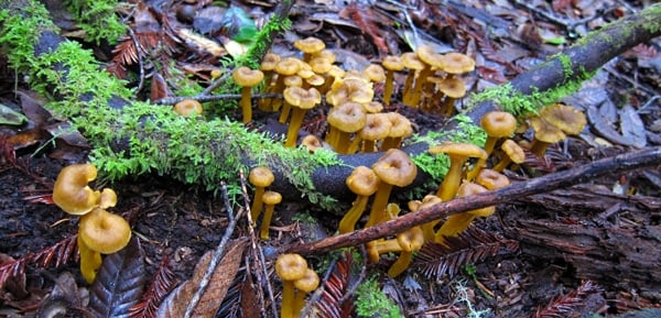 Lots of yellowfoot chanterelles