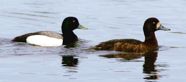 Bluebills swimming. 