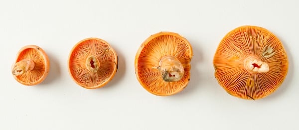 saffron milk caps under