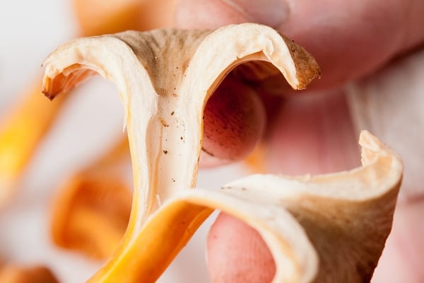 Peeling a yellowfoot chanterelle in half, showing the hollow stem