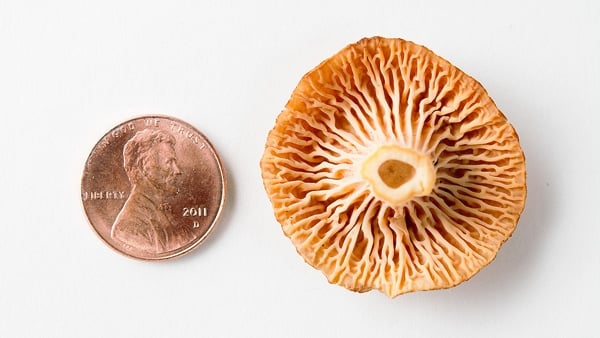 Underside of a yellowfoot chanterelle, next to a penny