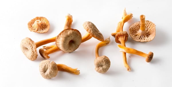 Studio shot of yellowfoot chanterelles