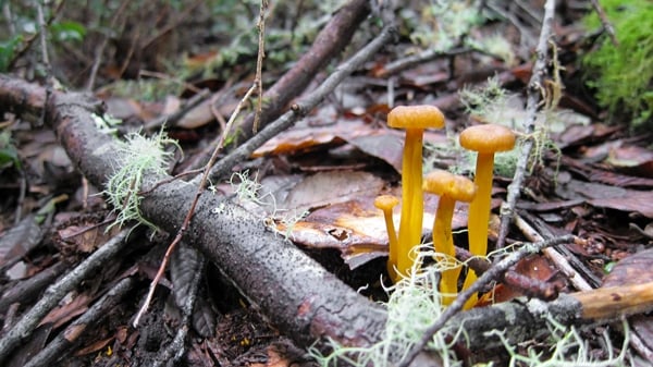 Yellowfoot chanterelles growing. 