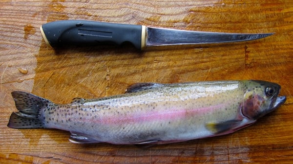 gutted rainbow trout