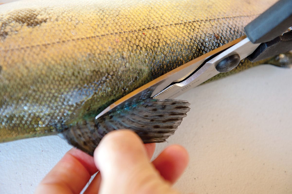 Snipping fins off a trout.