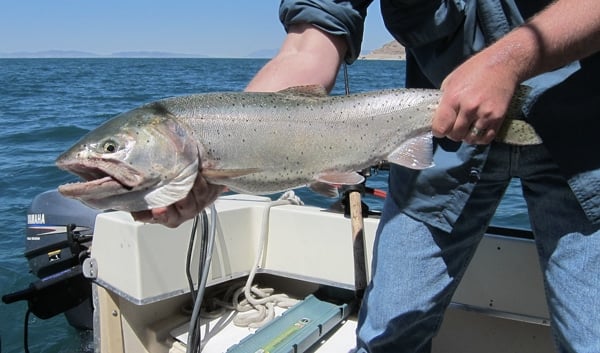 Pyramid Lake trout