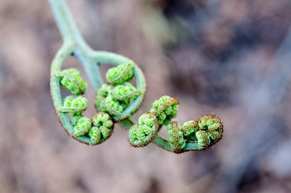 bracken fern eagle claw