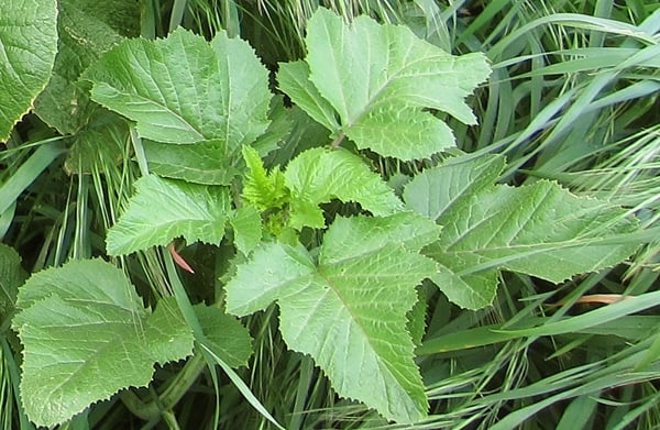 wild mustard greens growing