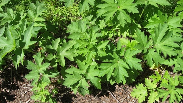 cow parsnip recipe